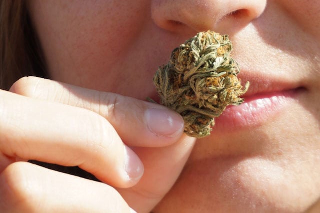 A cannabis bud giving off its characteristic scent after harvest.