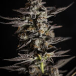 Banana Runtz Strain