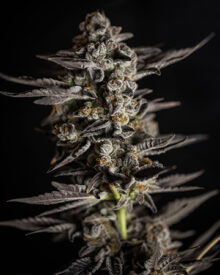 Buy Banana Runtz Strain
