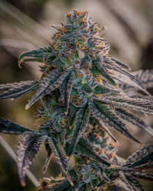 Shop-Premium-Birthday-Cake-Cannabis-Seeds