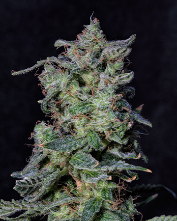 Buy Black Cherry Punch