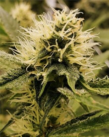 Buy Matanuska Thunder