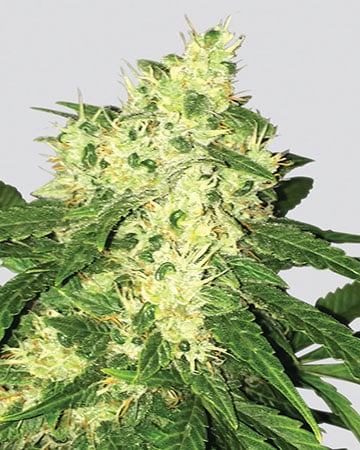 Buy Premium Feminized Cannabis - Swiss Cheese