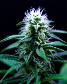 Buy Platinum Lemon Cherry Gelato