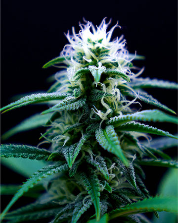 Buy Platinum Lemon Cherry Gelato