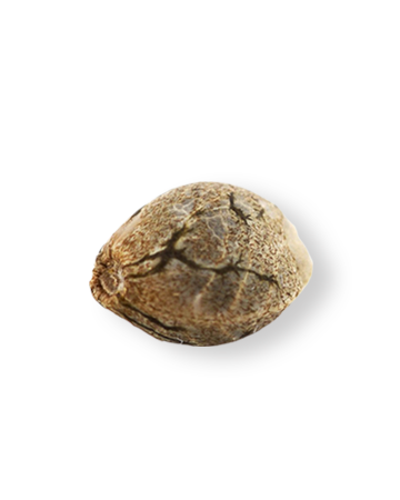 shop-your-choice-weed-seeds-707-HeadBand