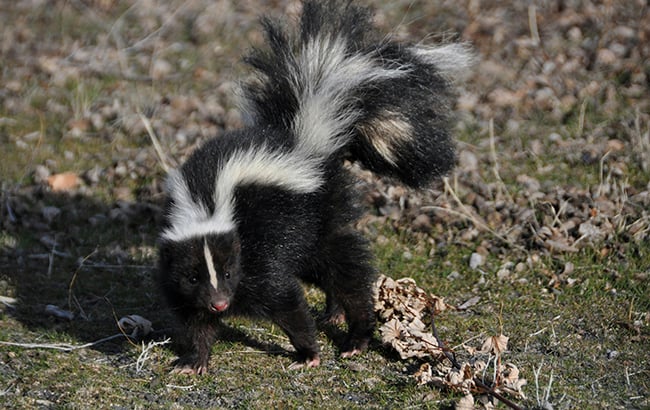 A juvenille striped skunk in nature