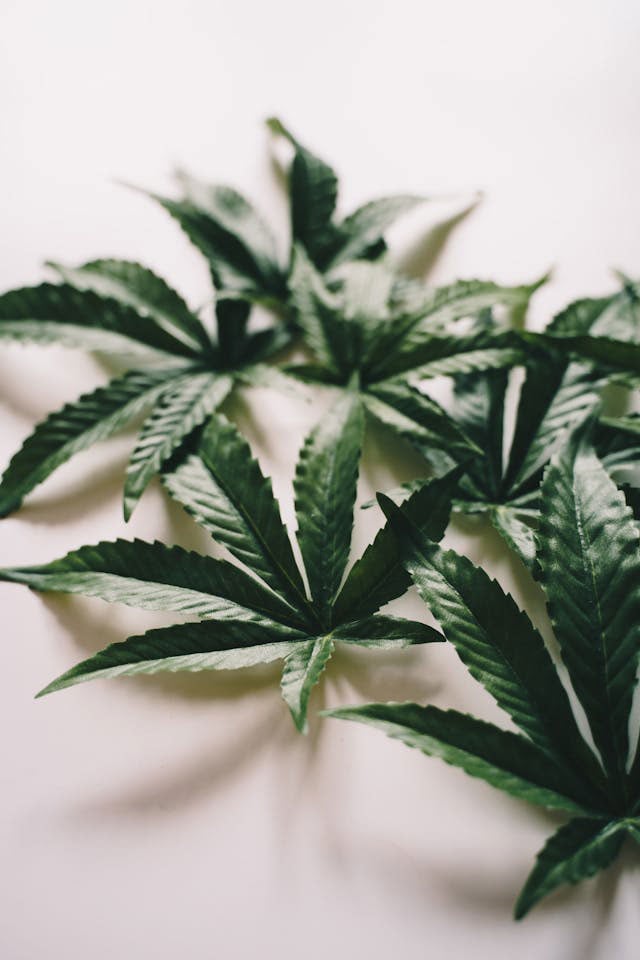 cannabis leaves on a white surface
