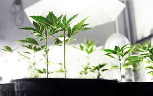 cloning a clone