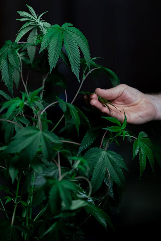 A person holding the leaf of a green cannabis plant
