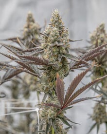 Buy Oreoz Strain