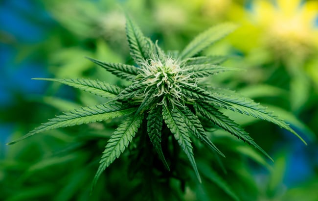 trichomes