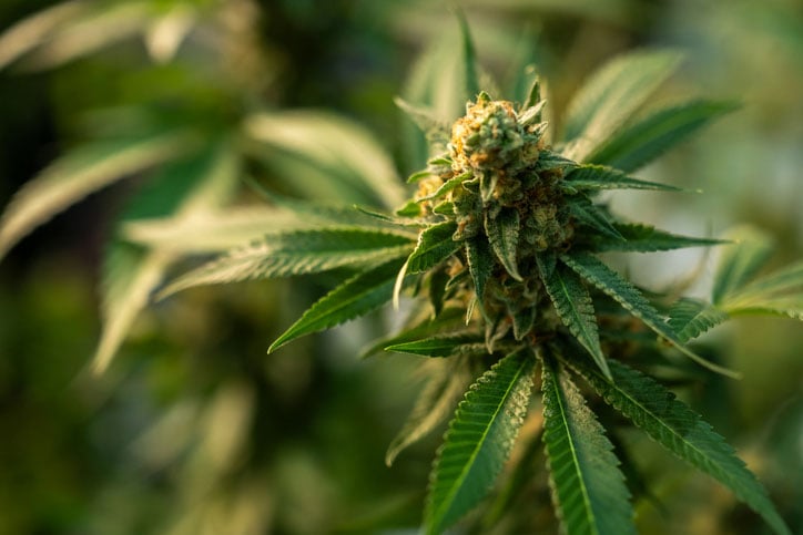 indicas