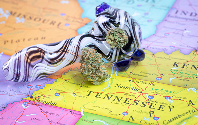 Where to buy cannabis seeds in USA