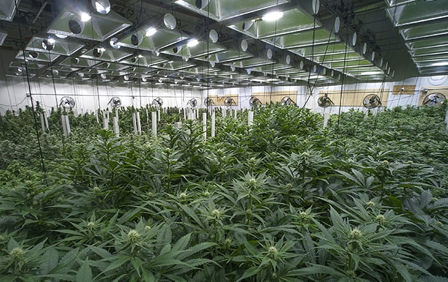 growing feminized cannabis