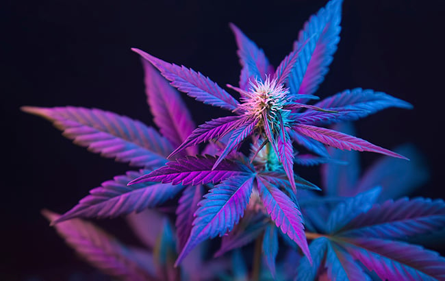 Indicas