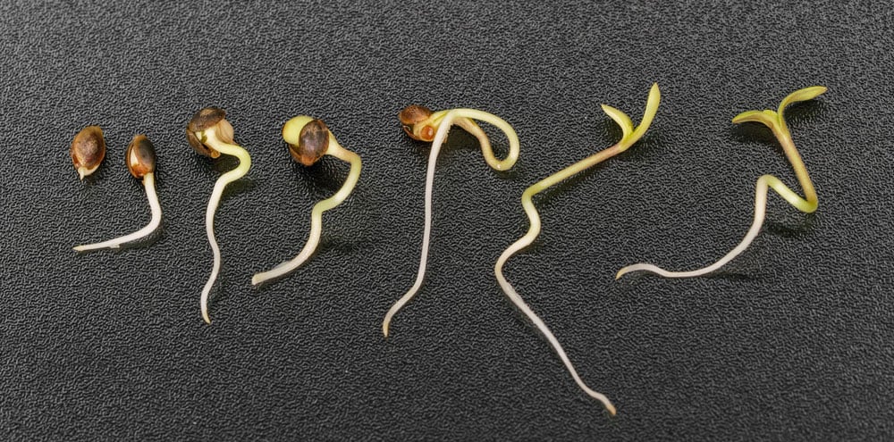 germinate