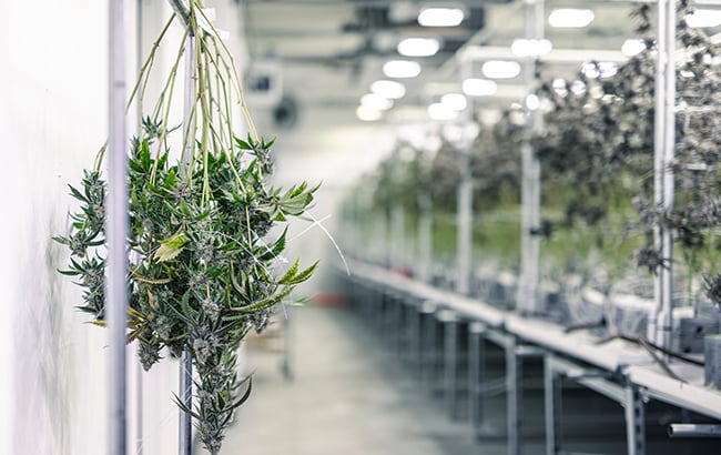 harvest cannabis