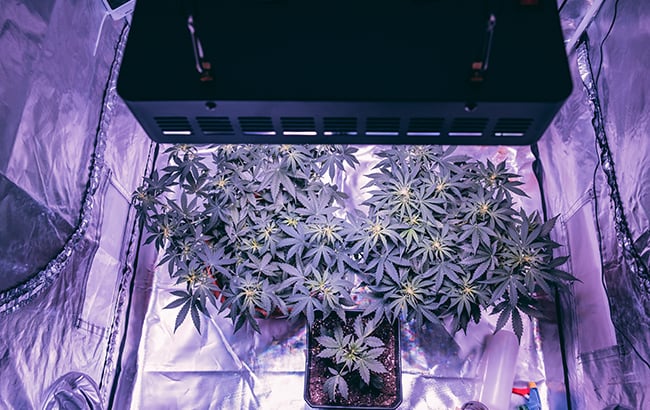 grow lights