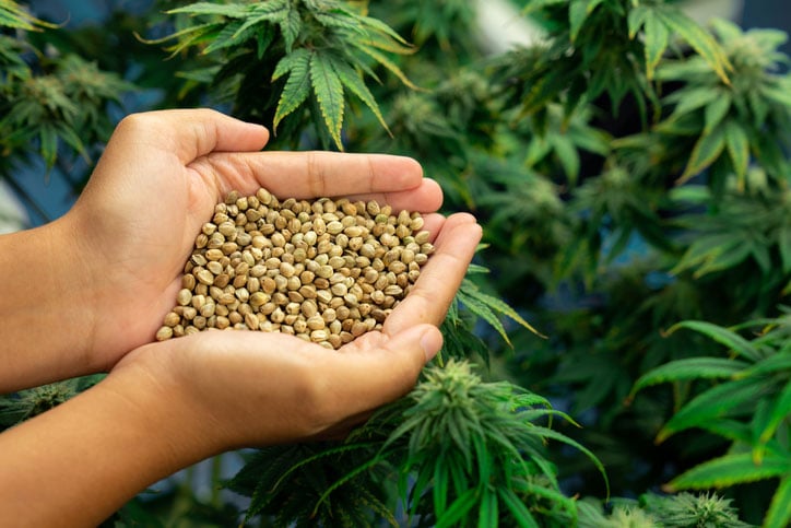 cbd seeds