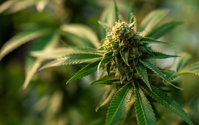 sativa