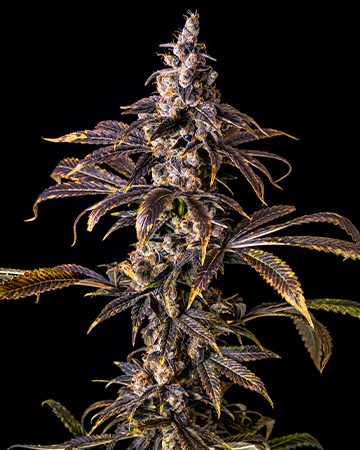 Buy Animal Mints