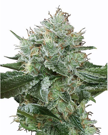 buy-premium-feminized-cannabis-Super Boof Seeds
