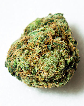Buy Gorilla Glue