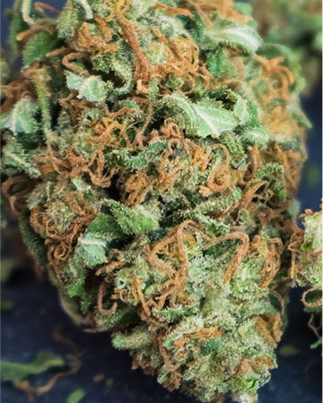 Buy Oreoz Strain