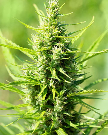Buy Gorilla Glue Seeds