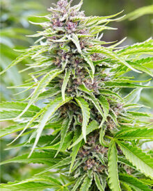 Buy Jealousy Cannabis