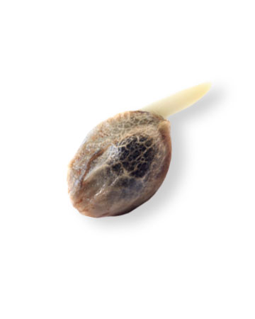 shop-your-choice-weed-seeds-Gorilla Glue