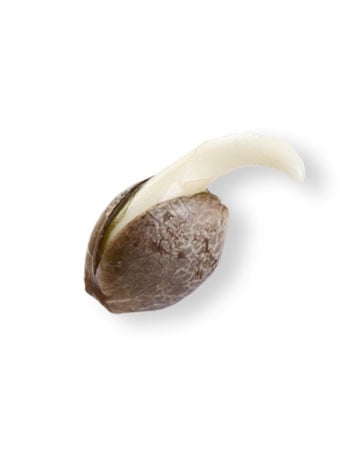 Buy London Pound Cake