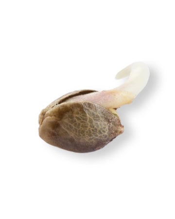 Buy White Truffle
