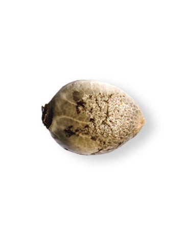 shop-your-choice-weed-seeds-Zoap
