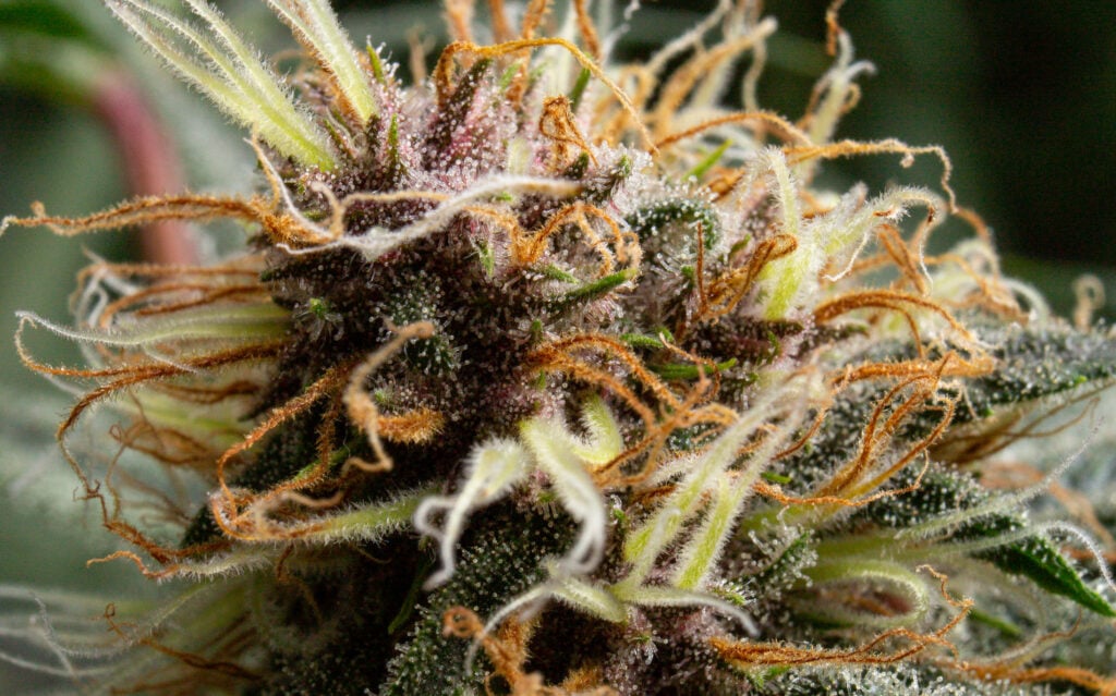 pistils