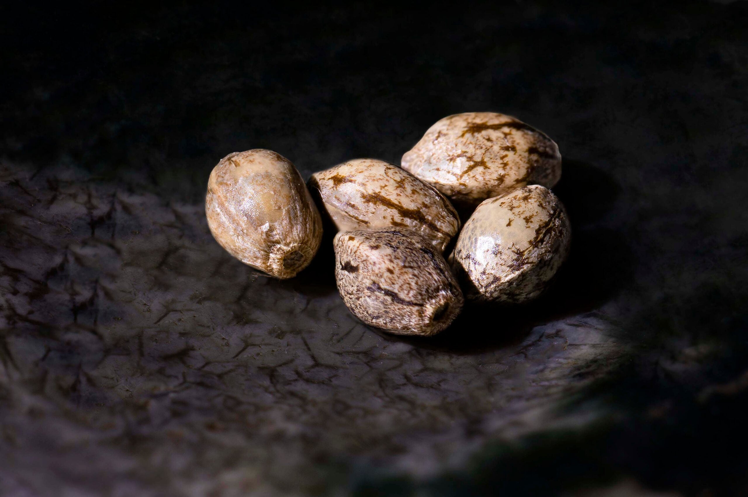 where to buy marijuana seeds