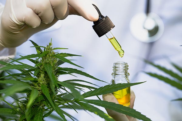 A close-up of a person holding cannabis oil