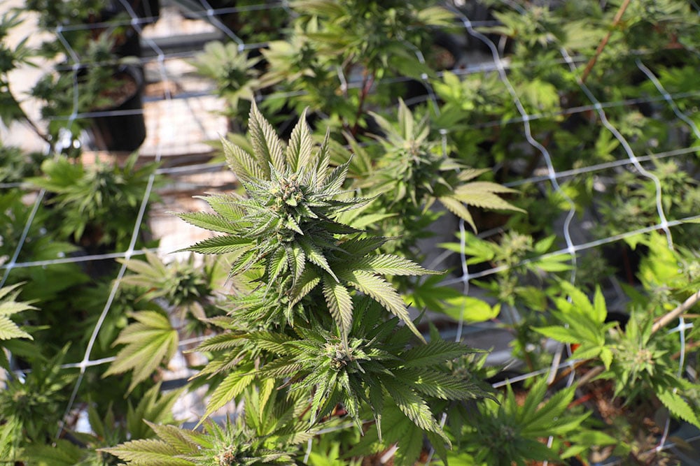 A close-up of marijuana plants in a greenhouse