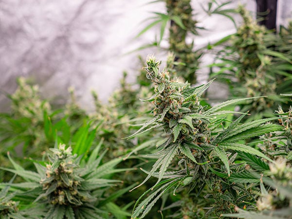 A closeup of mature cannabis plants