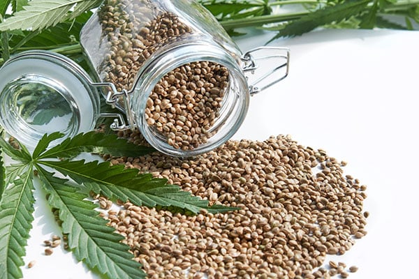 Cannabis seeds and green cannabis leaf isolated on a white background