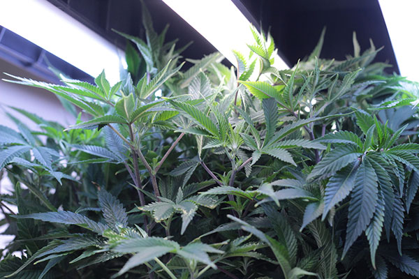 feminized seeds