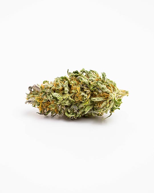 Buy Wizard Punch Feminized Seeds