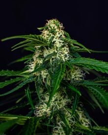 Buy Wizard Punch Feminized Seeds