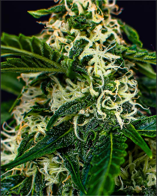 Buy Wizard Punch Feminized Seeds