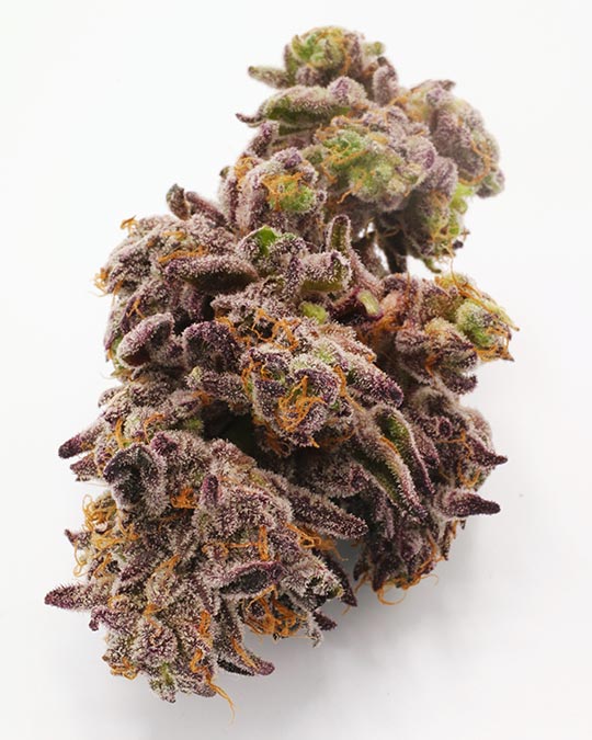 Buy Cheetah Piss Feminized Seeds