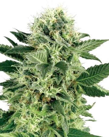 northern lights auto flower