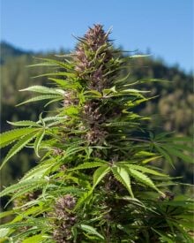 Buy Cheetah Piss Feminized Seeds