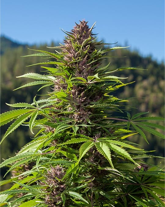 buy-premium-feminized-cannabis-Cheetah-Piss