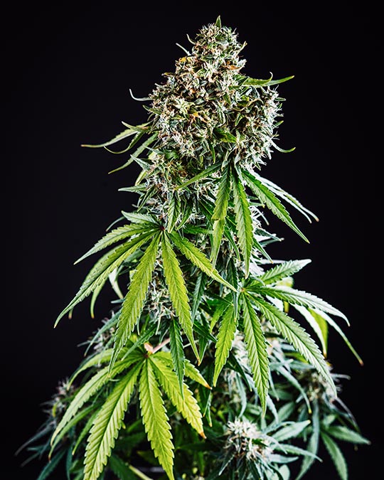 Buy Pink Lemonade Auto